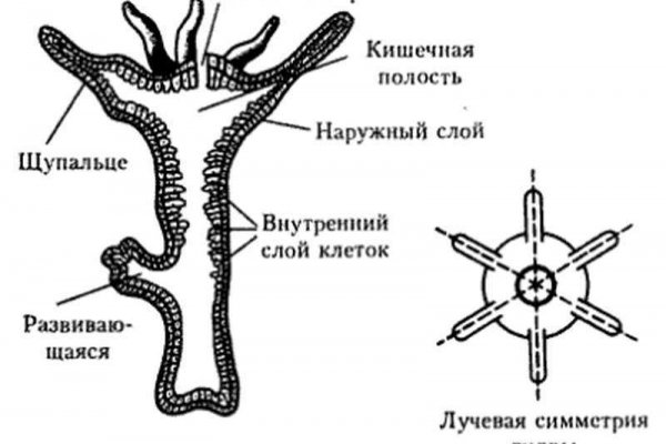 Кракен маркетплейс в москве