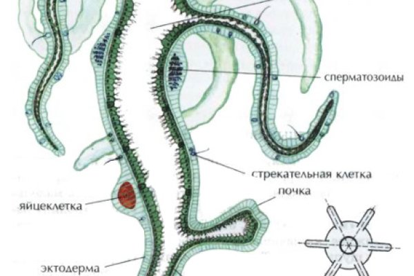 Kraken ссылка на сайт актуальная