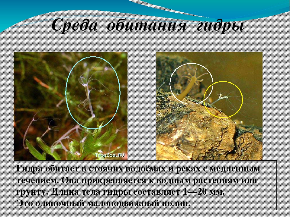 Kraken ссылка krakens13 at