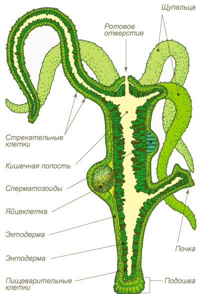 Kraken ссылка актуальная москва